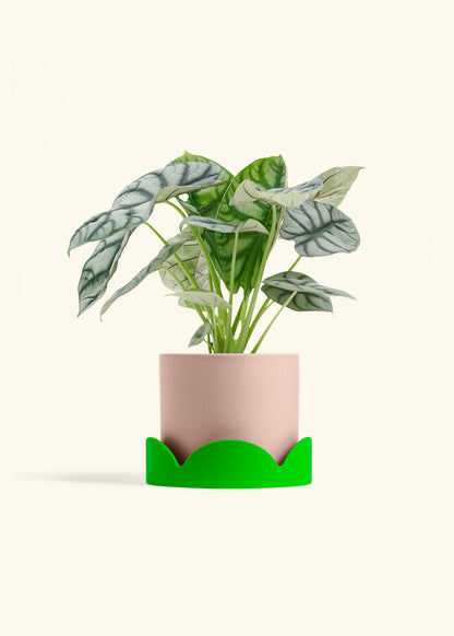 Alocasia Silver Dragon in a 6  inches Pink Classic Cylinder Planter in a Shamrock Petal Drip Tray