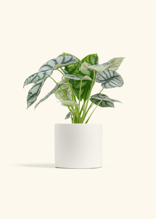Alocasia Silver Dragon in a 6  inches White Classic Cylinder Planter 