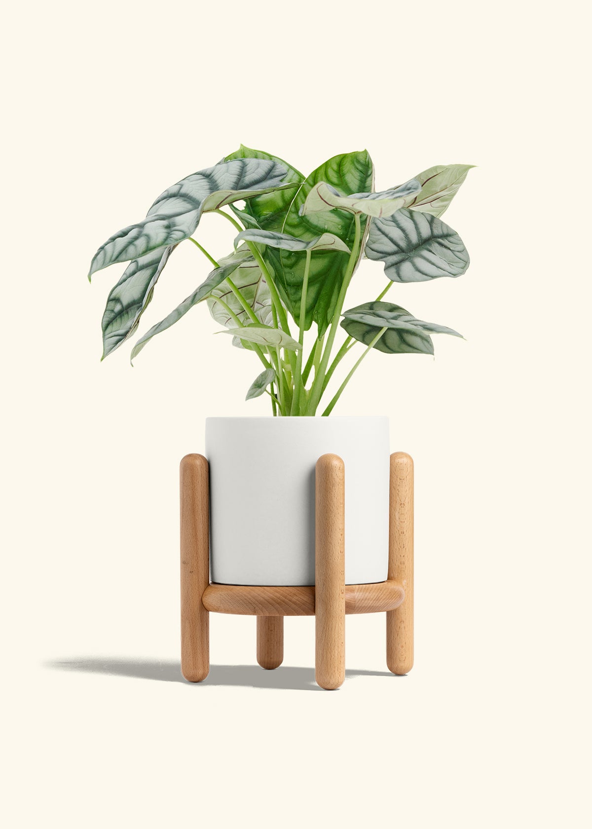 Alocasia Silver Dragon in a 6  inches White Classic Cylinder Planter in a Beech Wood Stand