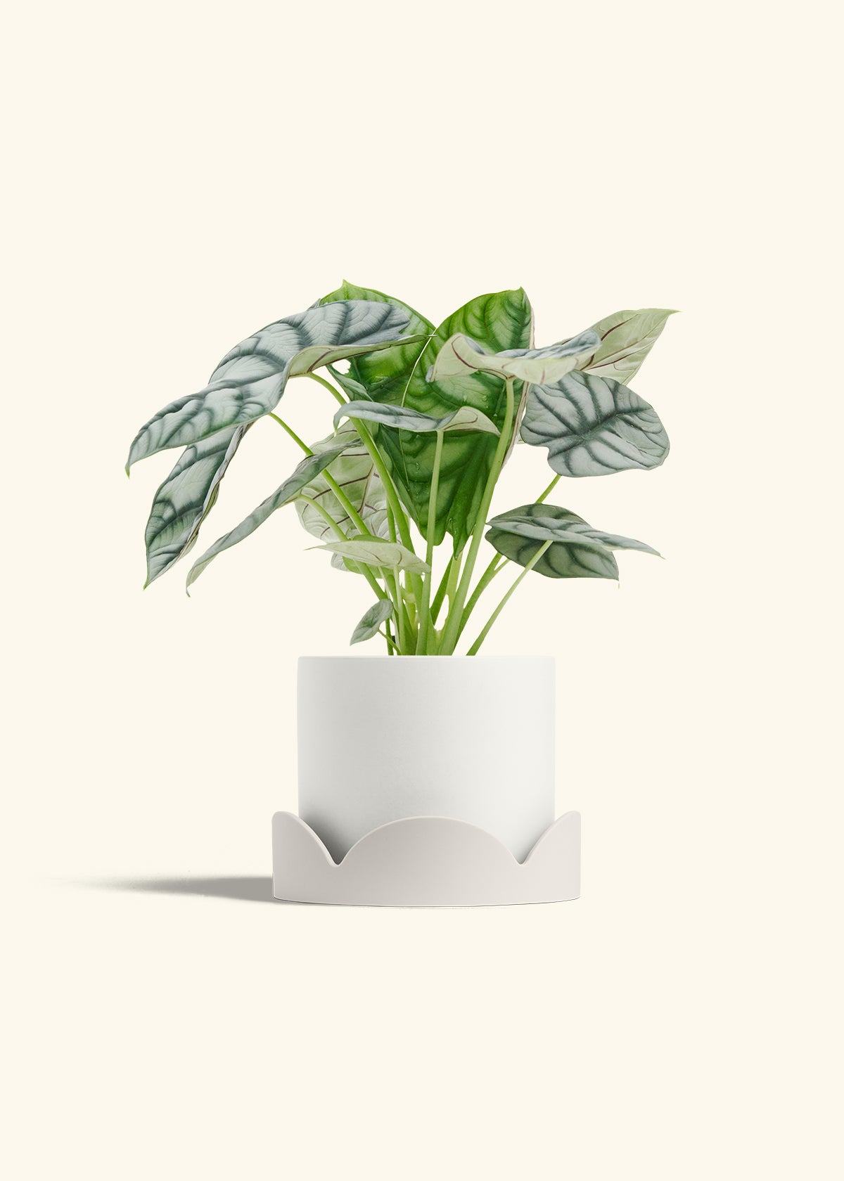 Alocasia Silver Dragon in a 6  inches White Classic Cylinder Planter in a Oat Petal Drip Tray