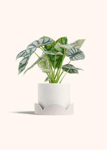 Alocasia Silver Dragon in a 6  inches White Classic Cylinder Planter in a Oat Petal Drip Tray