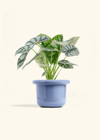 Alocasia Silver Dragon in a 6  inches Fat Lip Blue Planter 