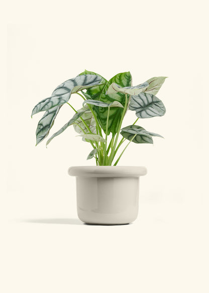 Alocasia Silver Dragon in a 6  inches Fat Lip Oat Planter 