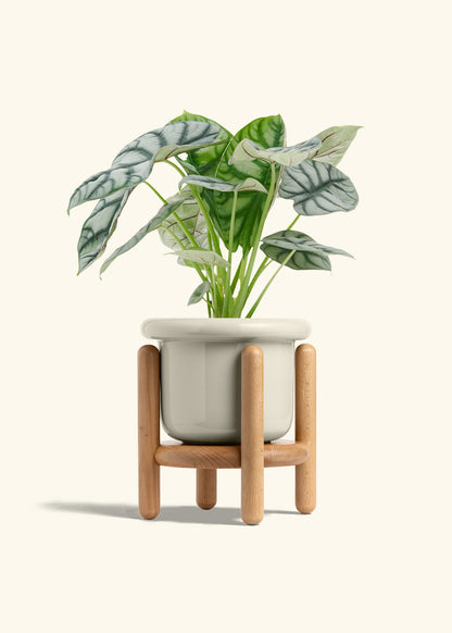 Alocasia Silver Dragon in a 6  inches Fat Lip Oat Planter in a Beech Wood Stand