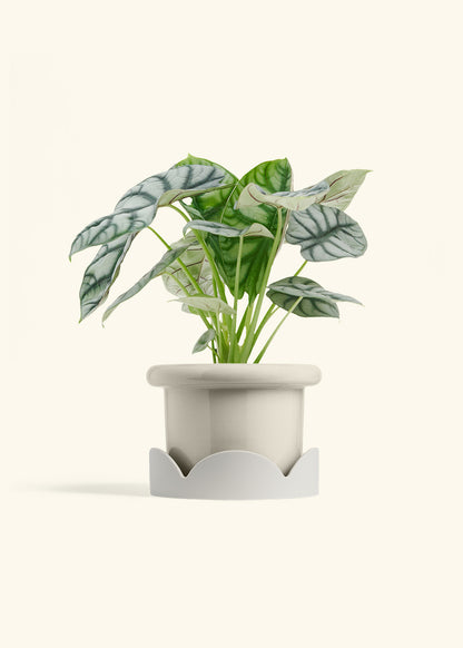 Alocasia Silver Dragon in a 6  inches Fat Lip Oat Planter in a Oat Petal Drip Tray