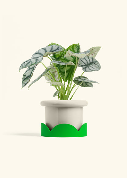 Alocasia Silver Dragon in a 6  inches Fat Lip Oat Planter in a Shamrock Petal Drip Tray