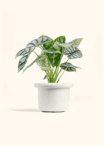 Alocasia Silver Dragon in a 6  inches Fat Lip White Planter 