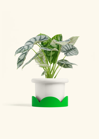 Alocasia Silver Dragon in a 6  inches Fat Lip White Planter in a Shamrock Petal Drip Tray