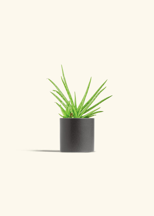 Aloe Vera in a 4 inches Charcoal Classic Cylinder Planter 