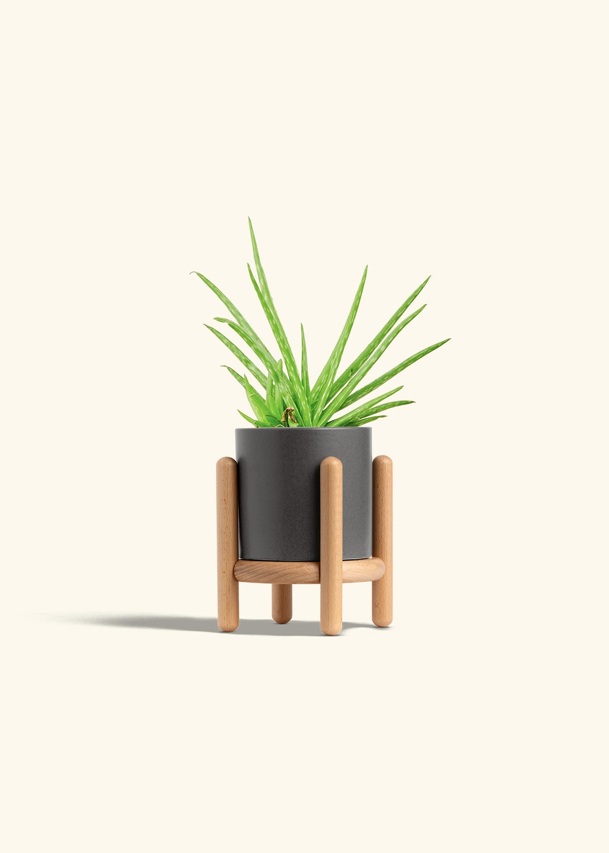 Aloe Vera in a 4 inches Charcoal Classic Cylinder Planter in a Beech Wood Stand