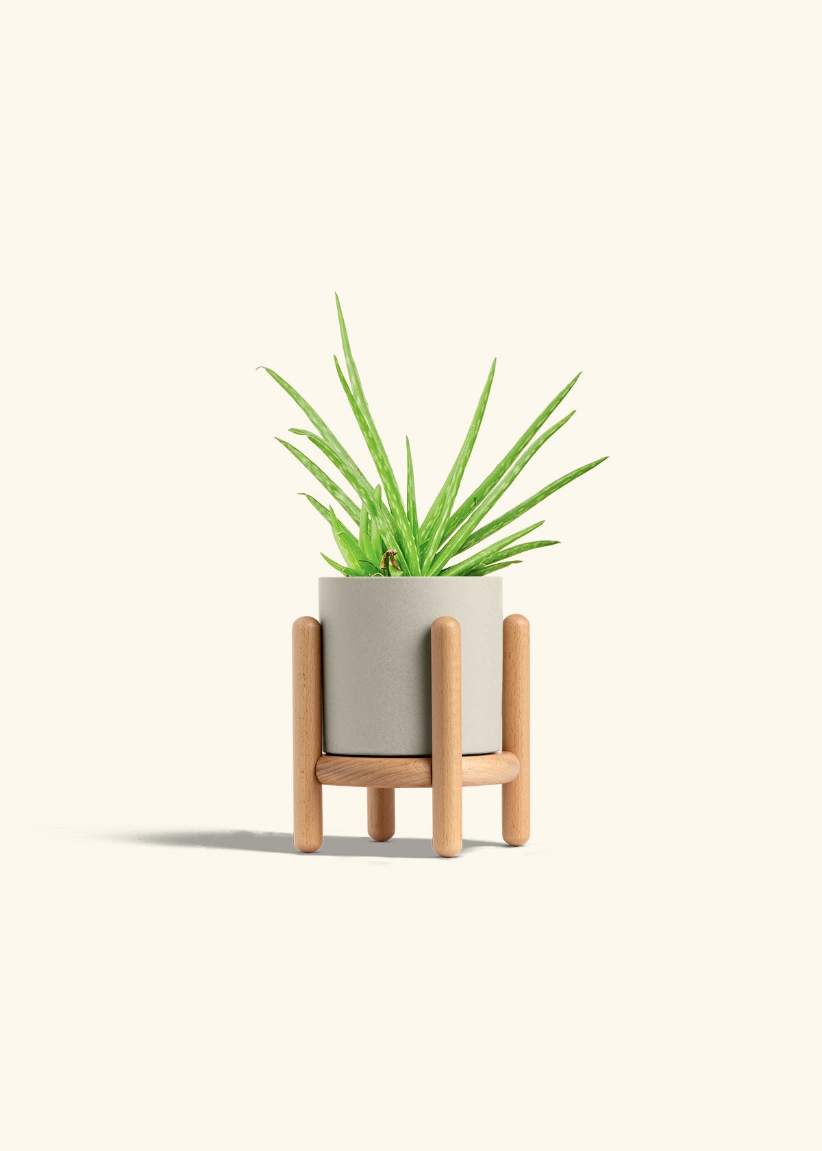 Aloe Vera in a 4 inches Oat Classic Cylinder Planter in a Beech Wood Stand