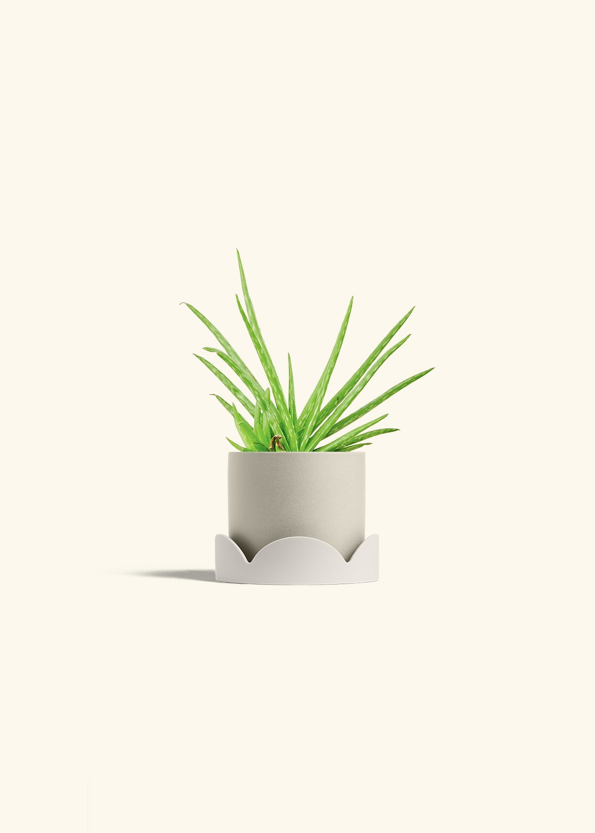 Aloe Vera in a 4 inches Oat Classic Cylinder Planter in a Oat Petal Drip Tray