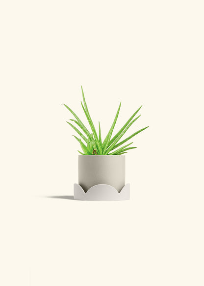 Aloe Vera in a 4 inches Oat Classic Cylinder Planter in a Oat Petal Drip Tray