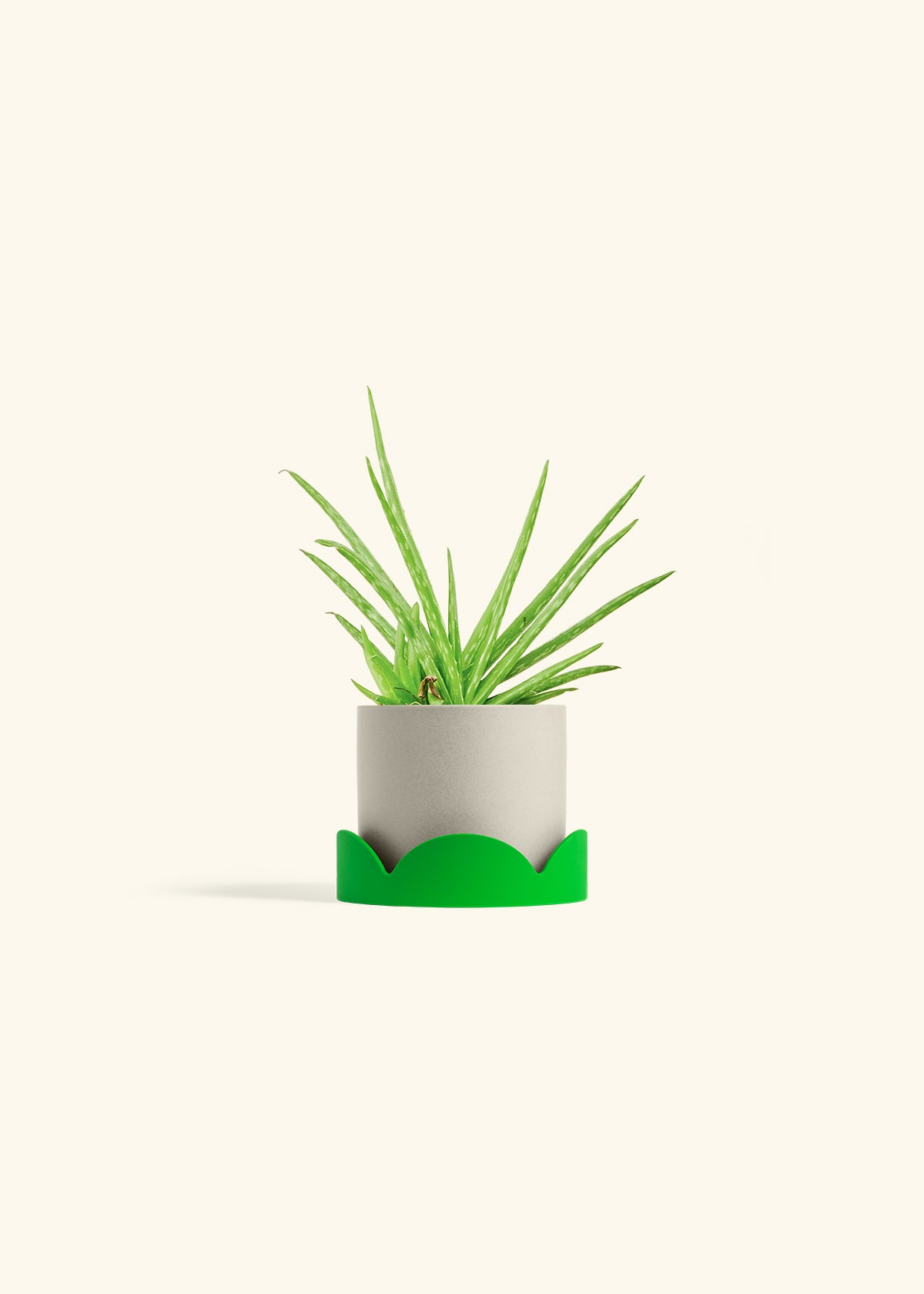 Aloe Vera in a 4 inches Oat Classic Cylinder Planter in a Shamrock Petal Drip Tray