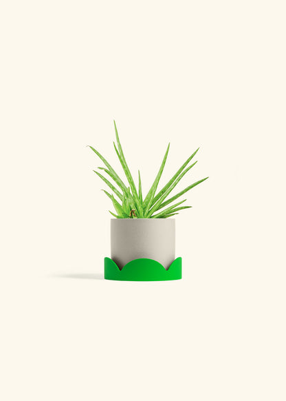 Aloe Vera in a 4 inches Oat Classic Cylinder Planter in a Shamrock Petal Drip Tray