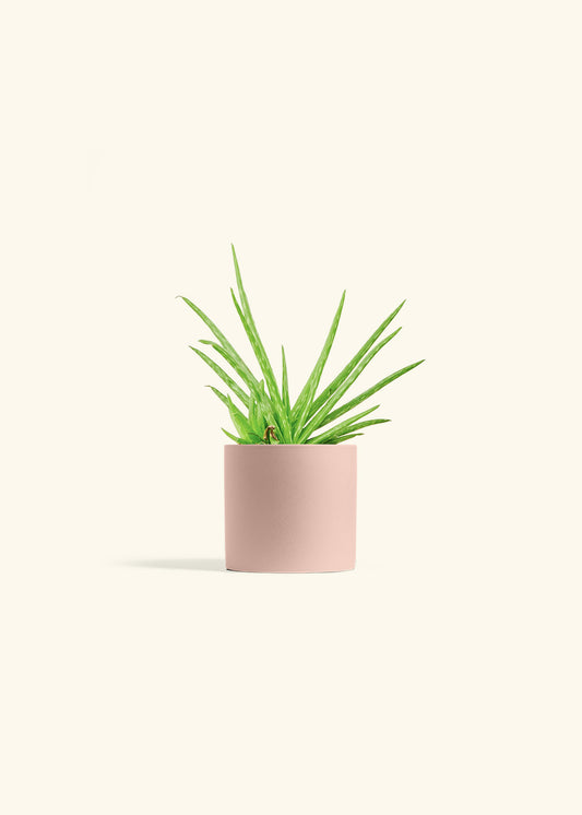 Aloe Vera in a 4 inches Pink Classic Cylinder Planter 