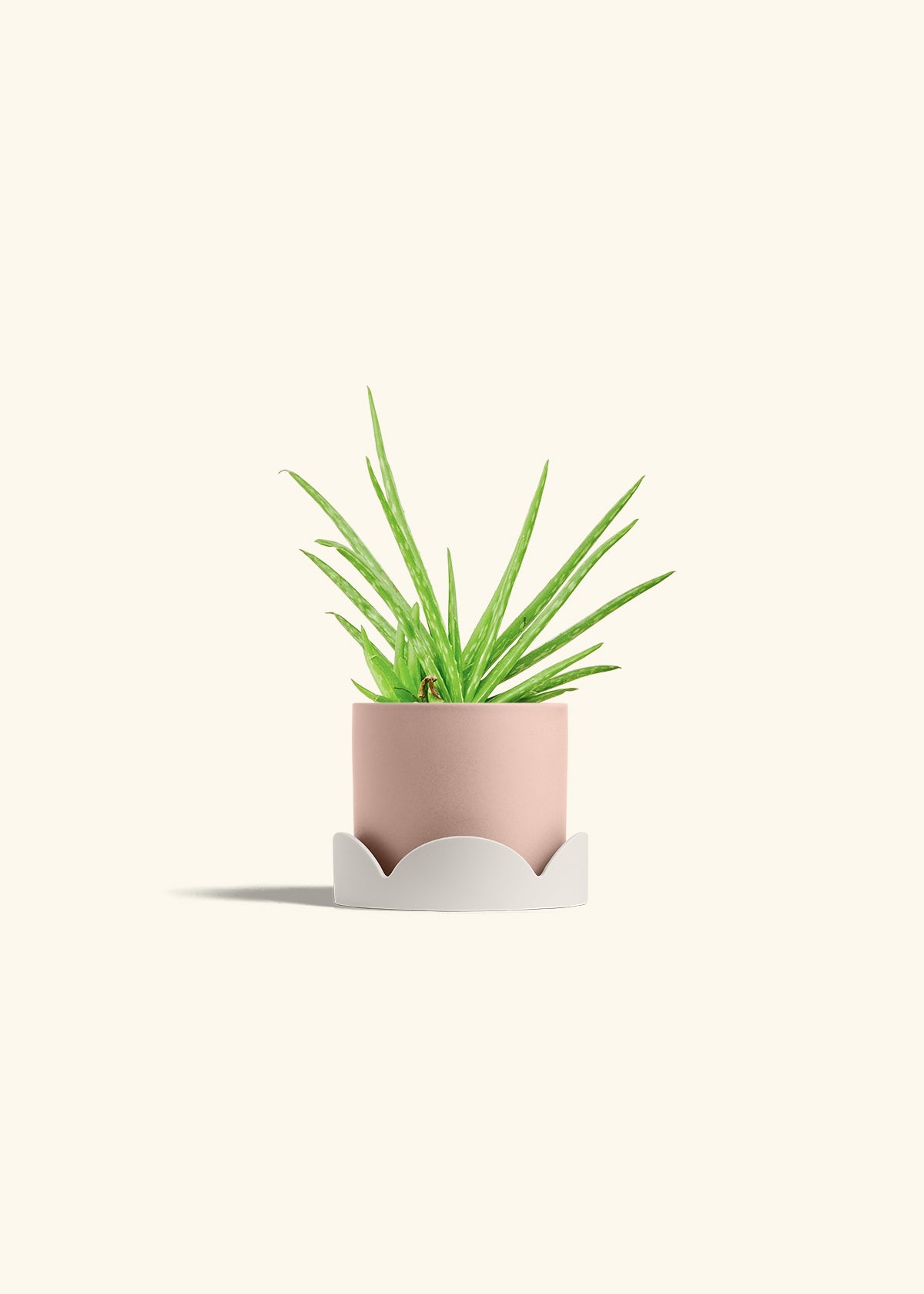 Aloe Vera in a 4 inches Pink Classic Cylinder Planter in a Oat Petal Drip Tray