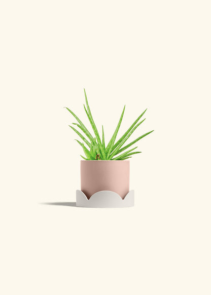 Aloe Vera in a 4 inches Pink Classic Cylinder Planter in a Oat Petal Drip Tray