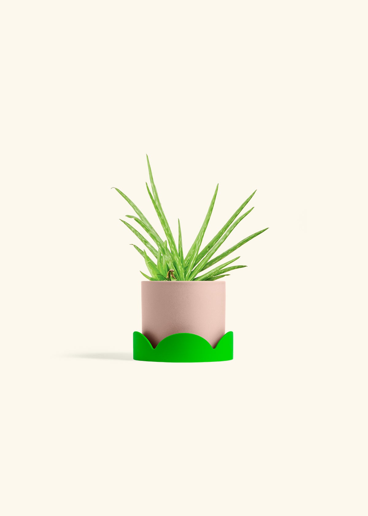 Aloe Vera in a 4 inches Pink Classic Cylinder Planter in a Shamrock Petal Drip Tray