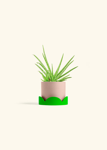 Aloe Vera in a 4 inches Pink Classic Cylinder Planter in a Shamrock Petal Drip Tray