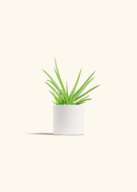 Aloe Vera in a 4 inches White Classic Cylinder Planter 
