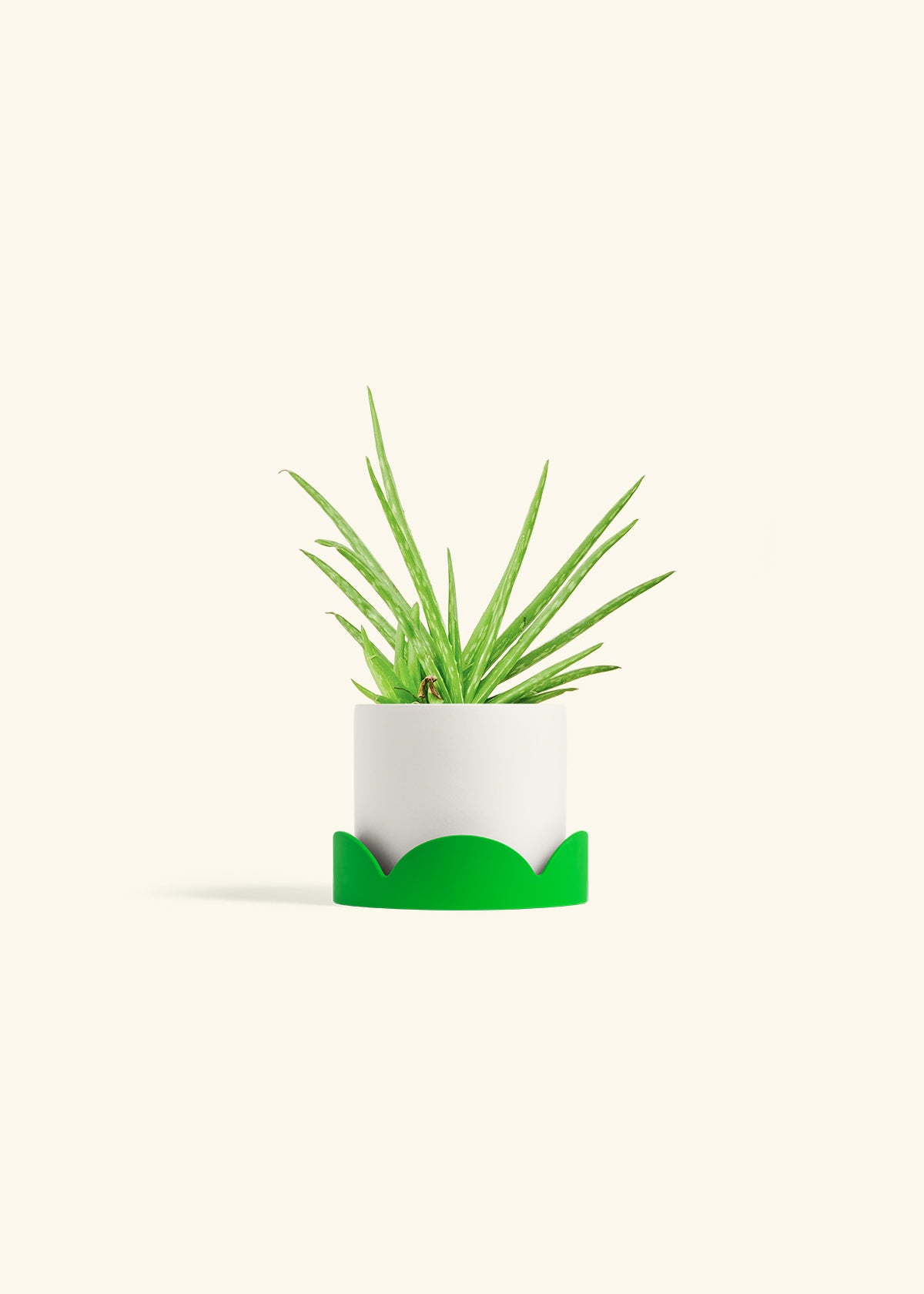 Aloe Vera in a 4 inches White Classic Cylinder Planter in a Shamrock Petal Drip Tray