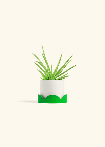 Aloe Vera in a 4 inches White Classic Cylinder Planter in a Shamrock Petal Drip Tray