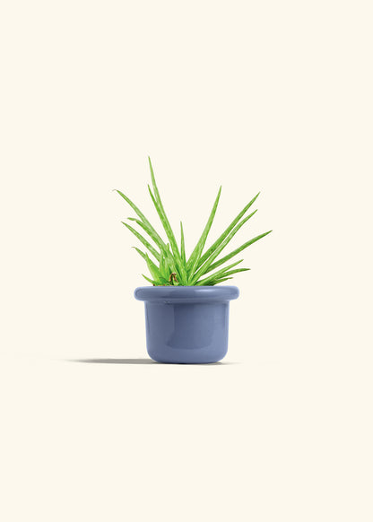Aloe Vera in a 4 inches Fat Lip Blue Planter 