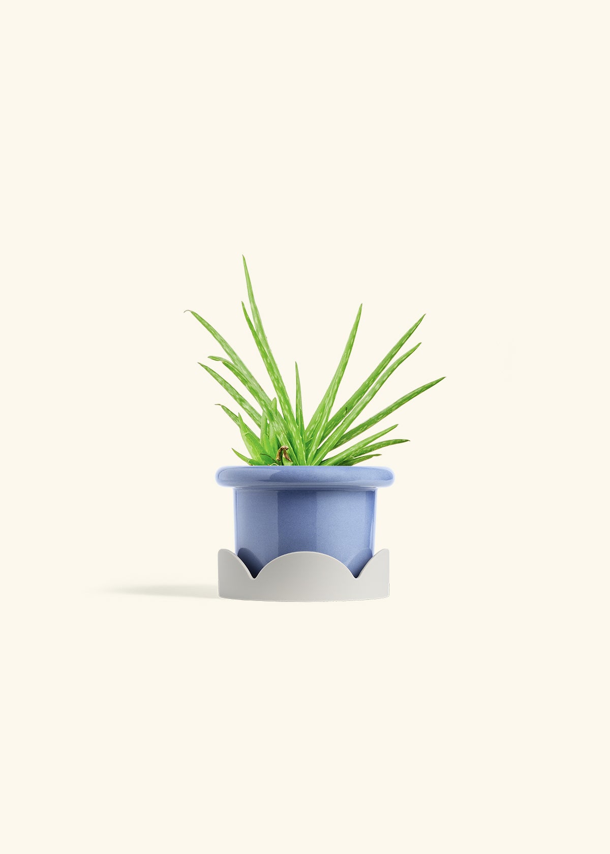 Aloe Vera in a 4 inches Fat Lip Blue Planter in a Oat Petal Drip Tray