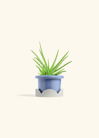 Aloe Vera in a 4 inches Fat Lip Blue Planter in a Oat Petal Drip Tray