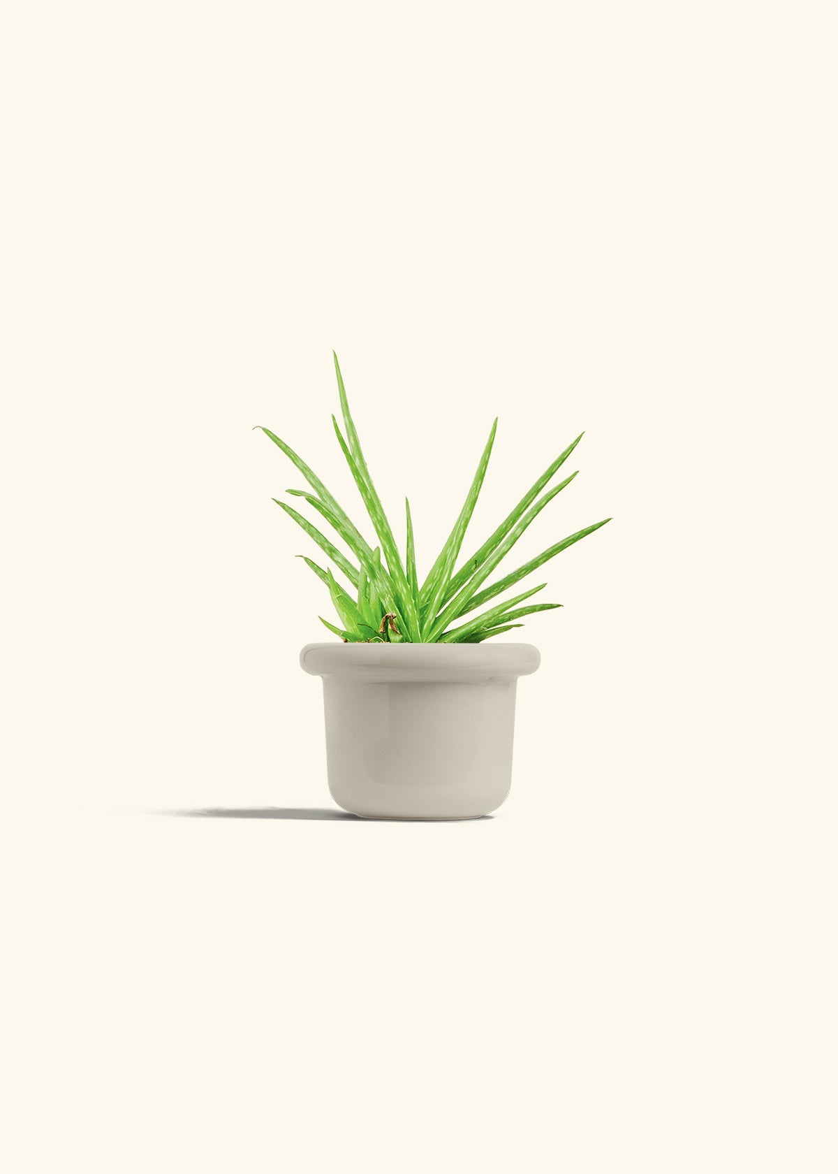 Aloe Vera in a 4 inches Fat Lip Oat Planter 