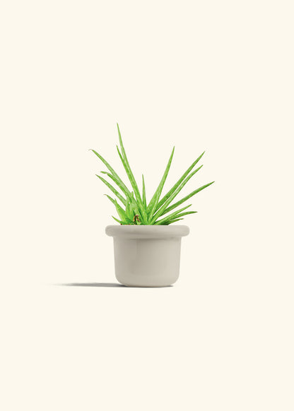 Aloe Vera in a 4 inches Fat Lip Oat Planter 
