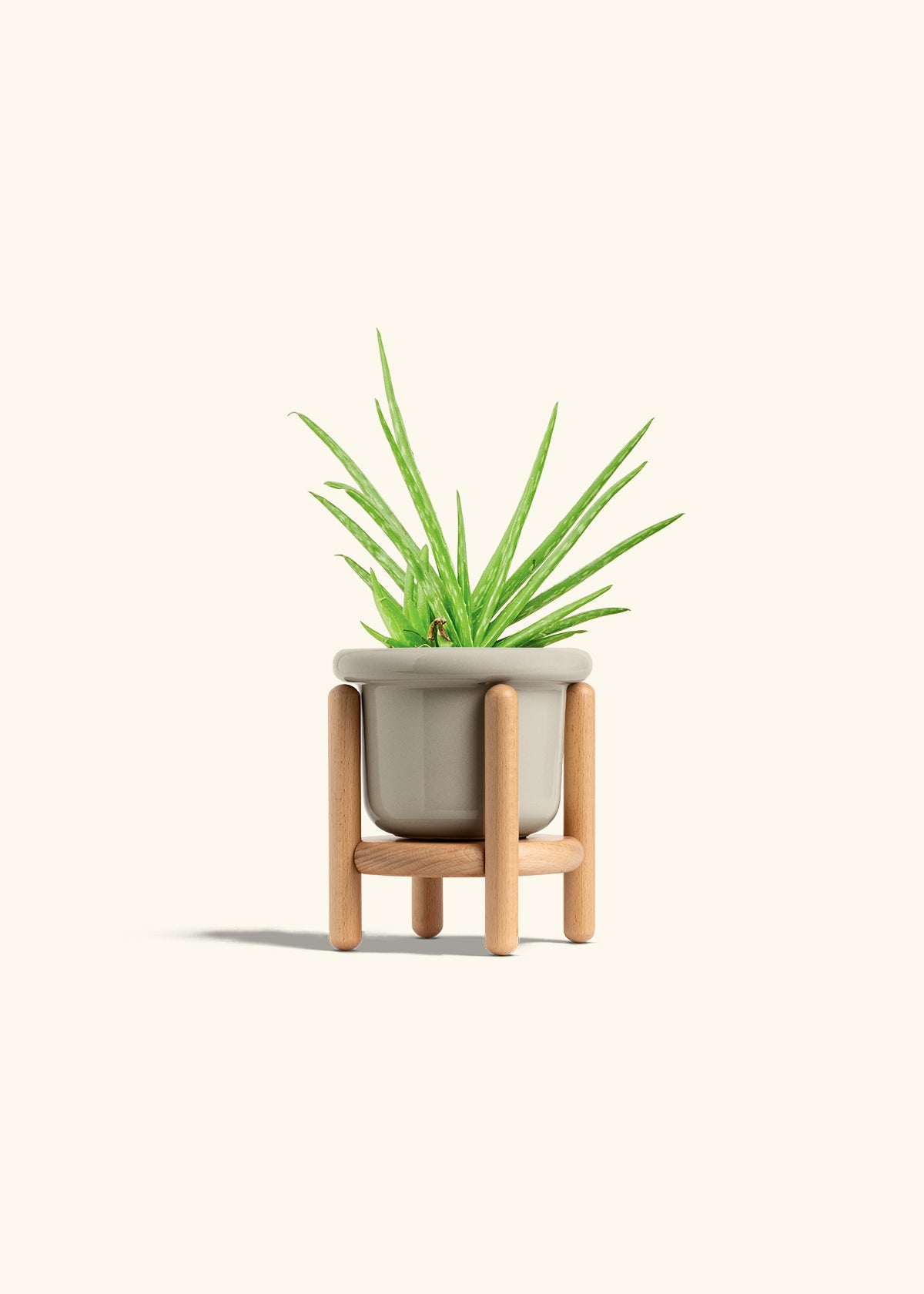Aloe Vera in a 4 inches Fat Lip Oat Planter in a Beech Wood Stand