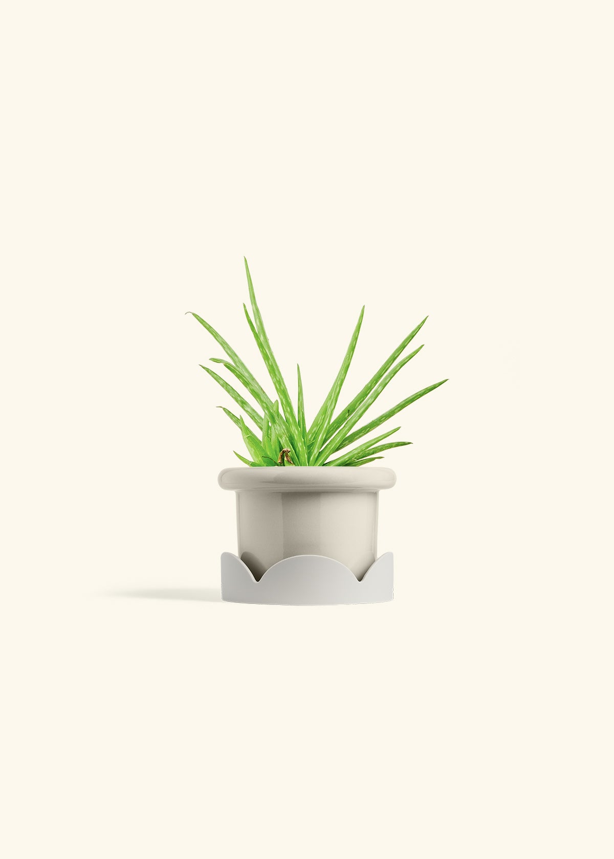 Aloe Vera in a 4 inches Fat Lip Oat Planter in a Oat Petal Drip Tray