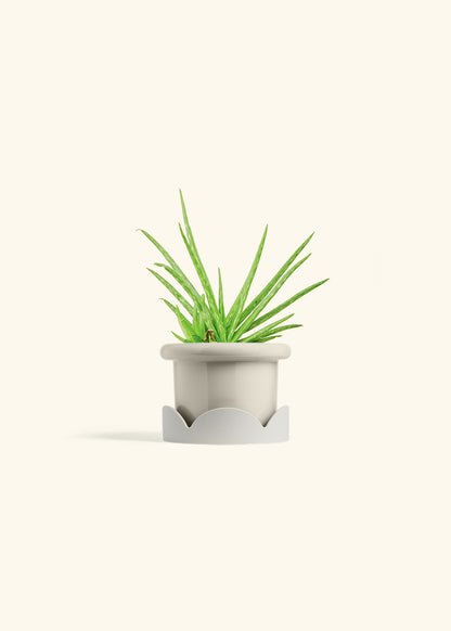 Aloe Vera in a 4 inches Fat Lip Oat Planter in a Oat Petal Drip Tray