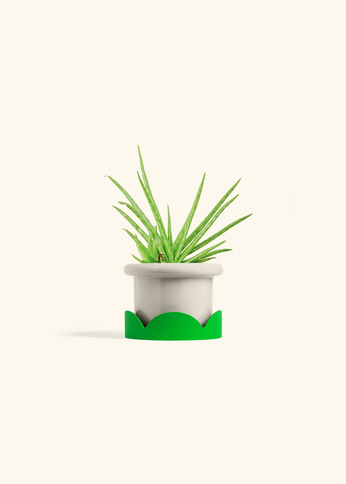 Aloe Vera in a 4 inches Fat Lip Oat Planter in a Shamrock Petal Drip Tray