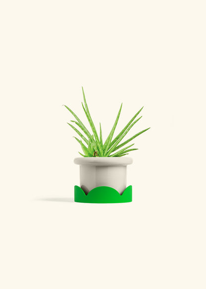 Aloe Vera in a 4 inches Fat Lip Oat Planter in a Shamrock Petal Drip Tray