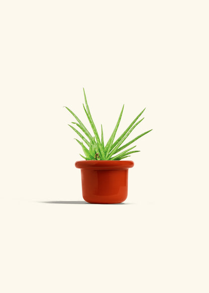 Aloe Vera in a 4 inches Fat Lip Red Planter 