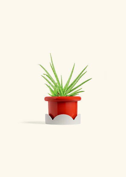 Aloe Vera in a 4 inches Fat Lip Red Planter in a Oat Petal Drip Tray