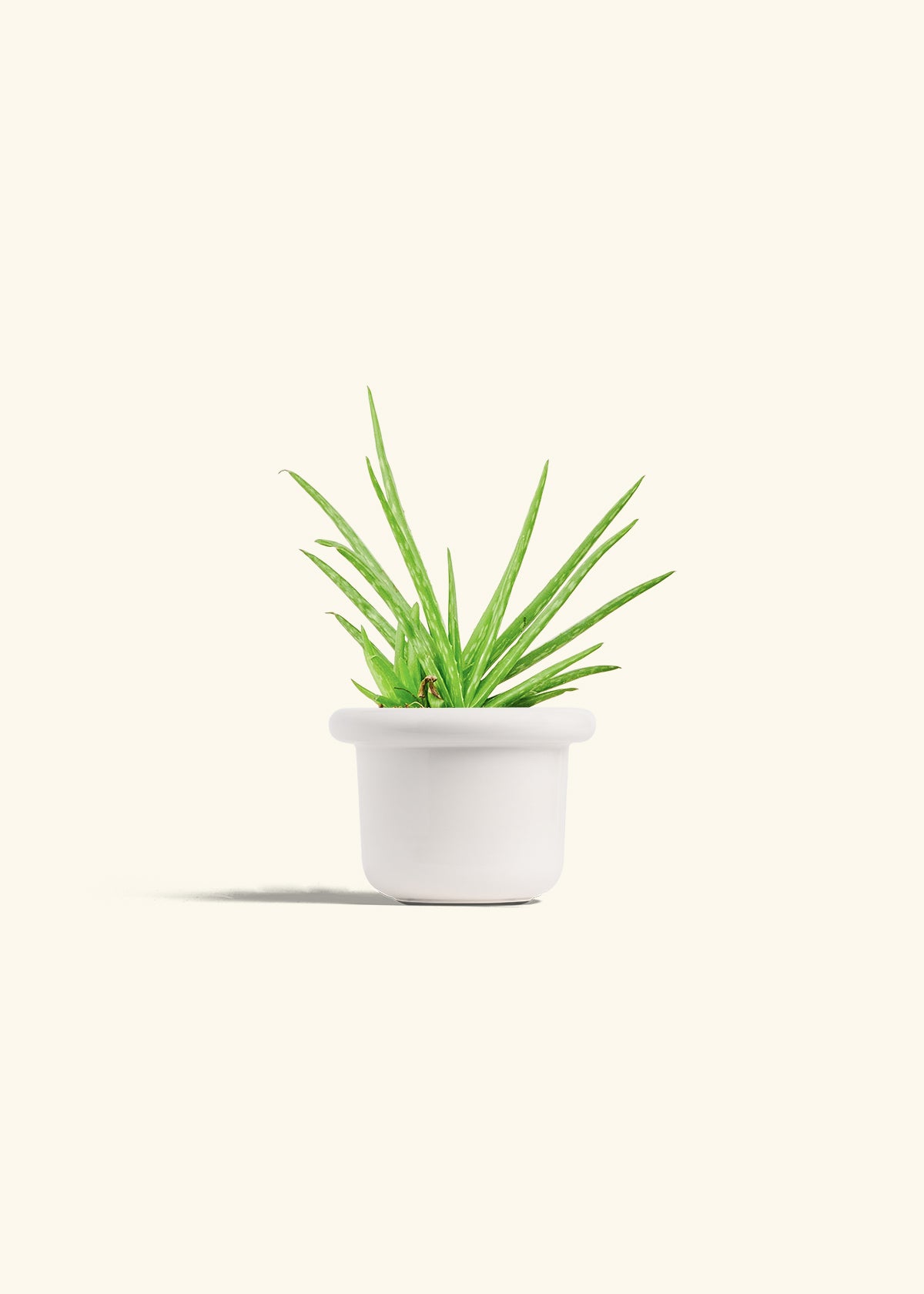 Aloe Vera in a 4 inches Fat Lip White Planter 