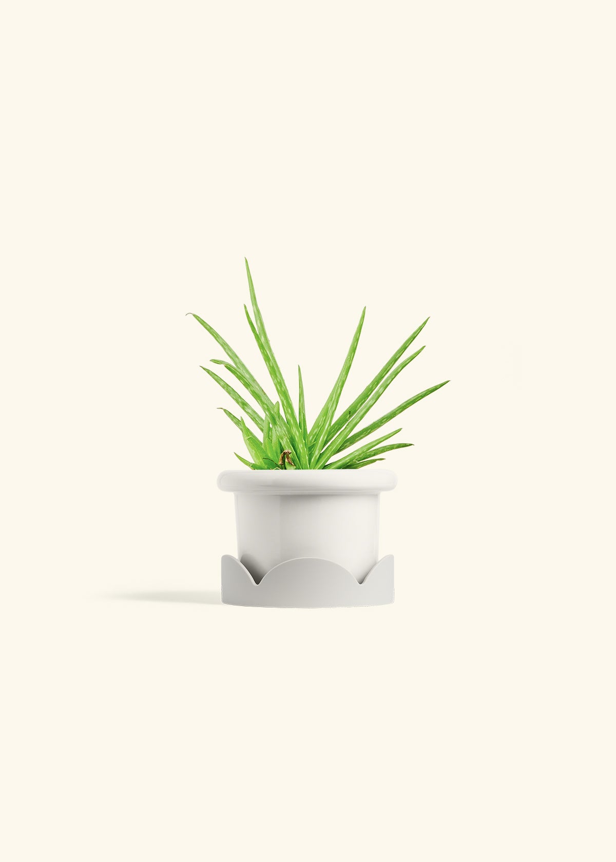 Aloe Vera in a 4 inches Fat Lip White Planter in a Oat Petal Drip Tray