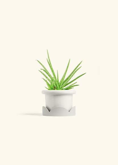 Aloe Vera in a 4 inches Fat Lip White Planter in a Oat Petal Drip Tray