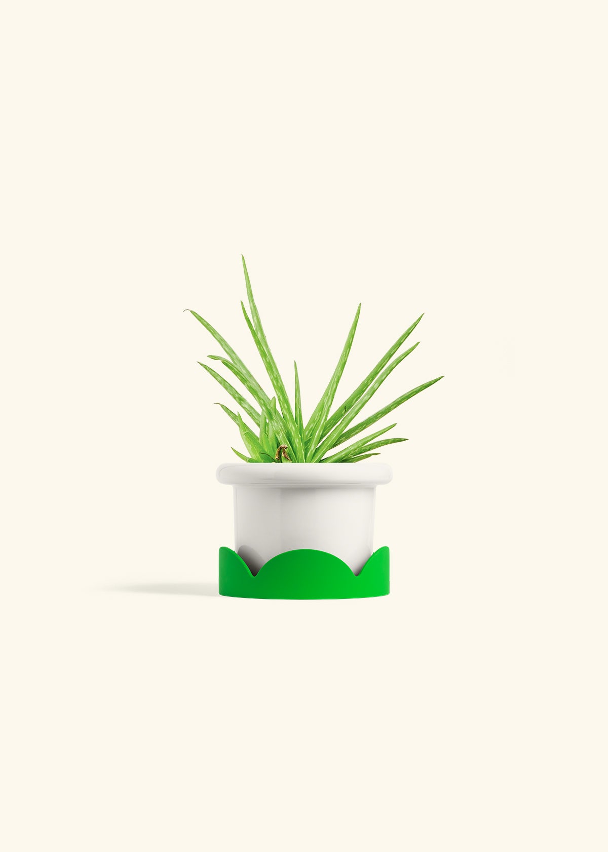 Aloe Vera in a 4 inches Fat Lip White Planter in a Shamrock Petal Drip Tray