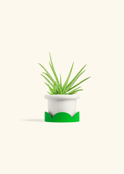 Aloe Vera in a 4 inches Fat Lip White Planter in a Shamrock Petal Drip Tray