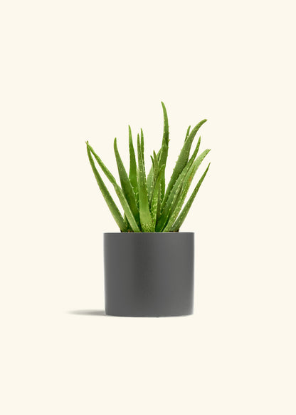 Aloe Vera, Medium