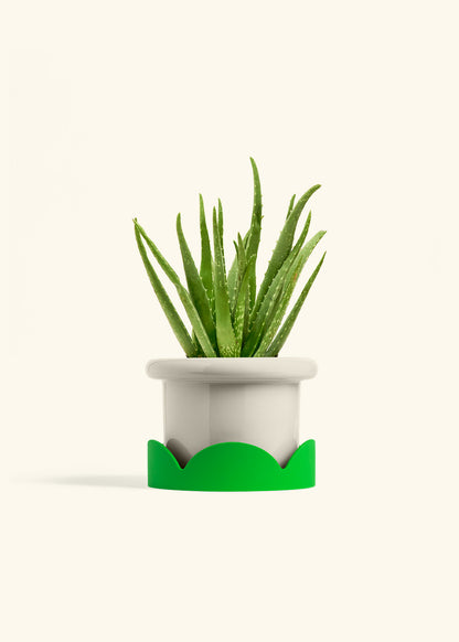 Aloe Vera, Medium
