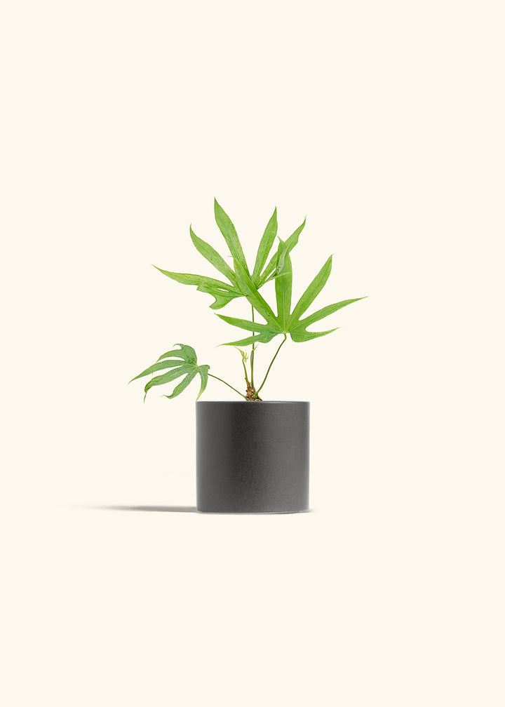 Anthurium Fingers in a 4 inches Charcoal Classic Cylinder Planter 
