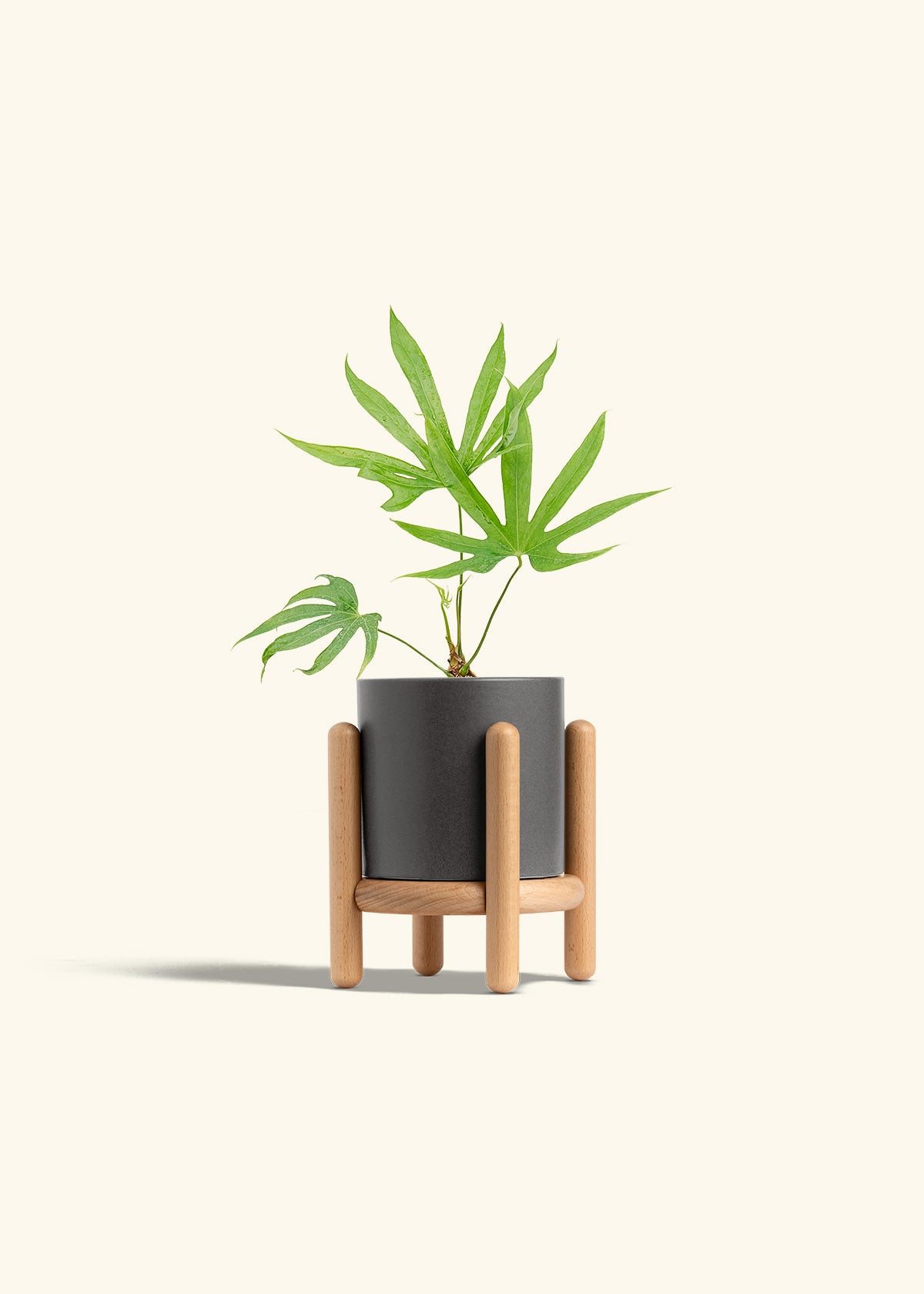 Anthurium Fingers in a 4 inches Charcoal Classic Cylinder Planter in a Beech Wood Stand