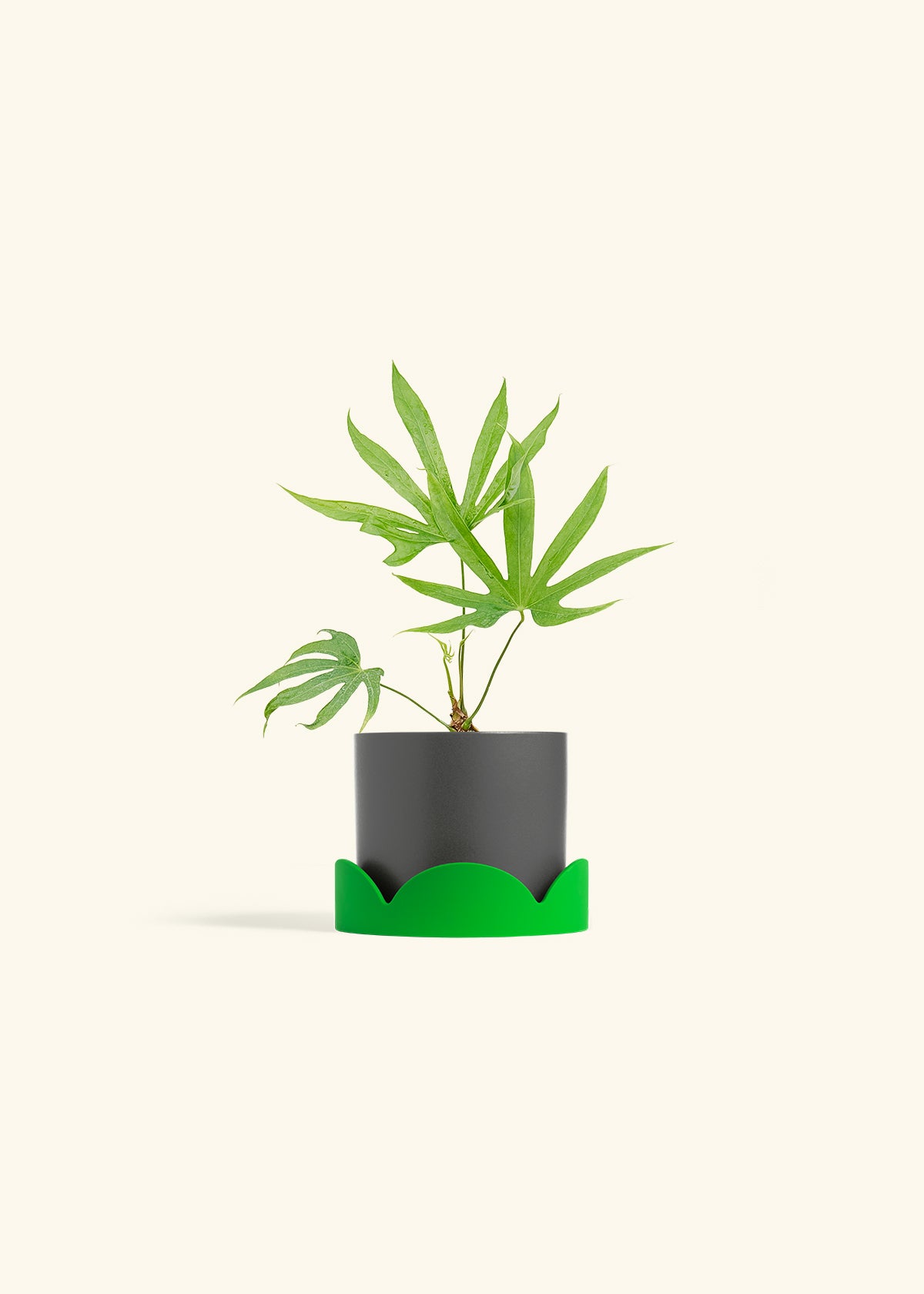 Anthurium Fingers in a 4 inches Charcoal Classic Cylinder Planter in a Shamrock Petal Drip Tray