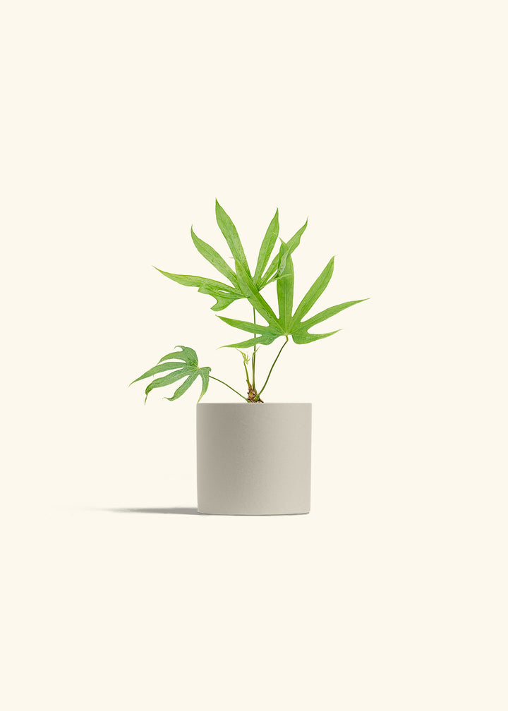 Anthurium Fingers in a 4 inches Oat Classic Cylinder Planter 